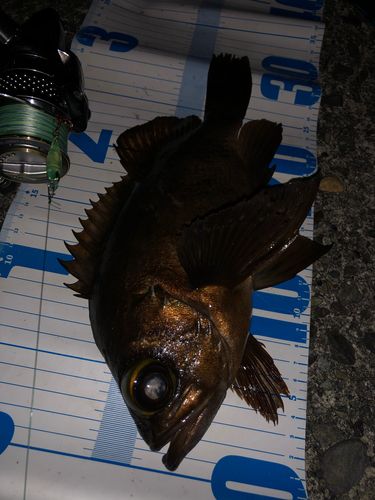 アカメバルの釣果