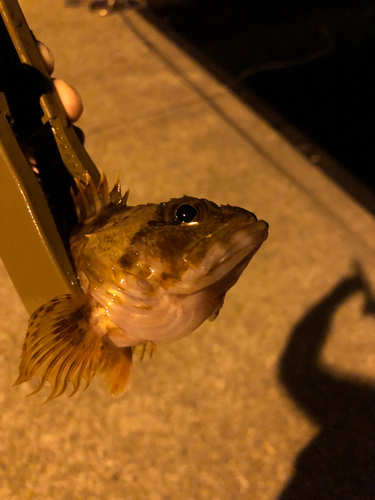 ガシラの釣果