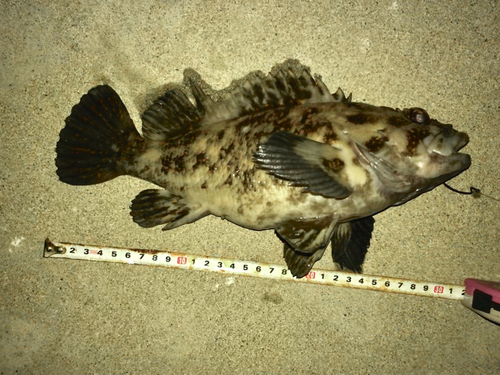 オウゴンムラソイの釣果