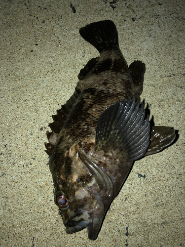 オウゴンムラソイの釣果