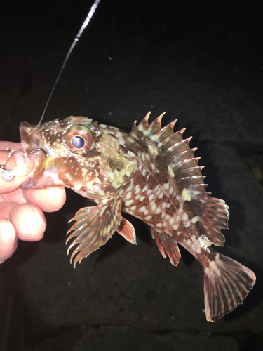 カサゴの釣果