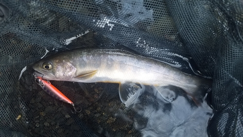 イワナの釣果