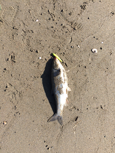 ウグイの釣果