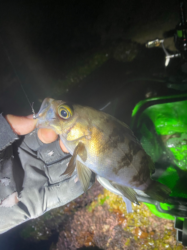 シロメバルの釣果