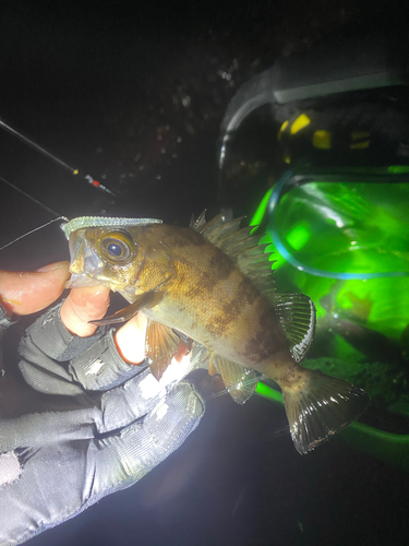 シロメバルの釣果