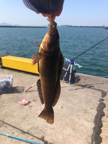 アイナメの釣果