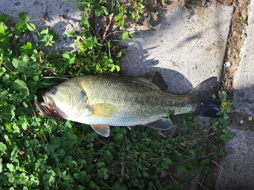 ブラックバスの釣果