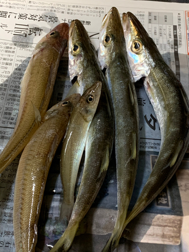 カマスの釣果