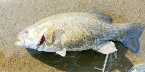 スモールマウスバスの釣果