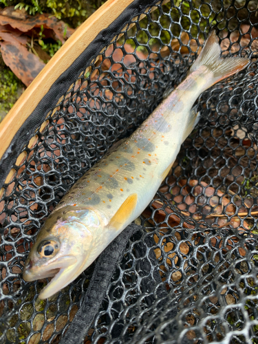 アマゴの釣果