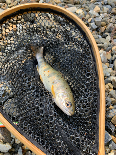 アマゴの釣果