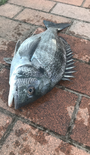 クロダイの釣果