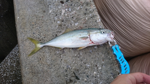 イナダの釣果