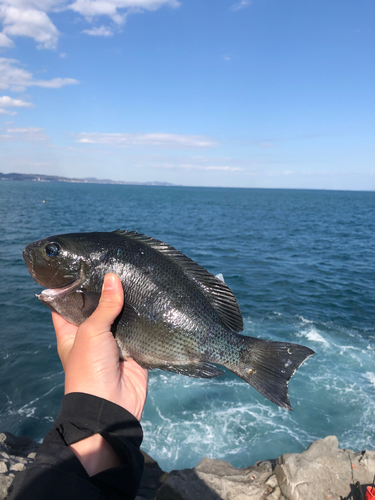 メジナの釣果