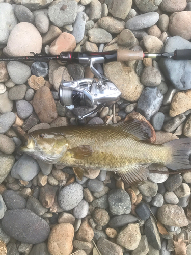 スモールマウスバスの釣果