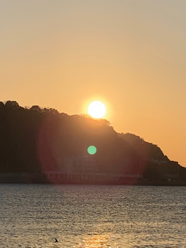 イワシの釣果