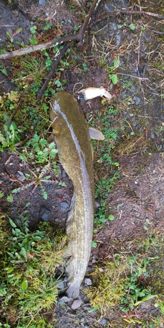 ナマズの釣果