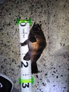 メバルの釣果