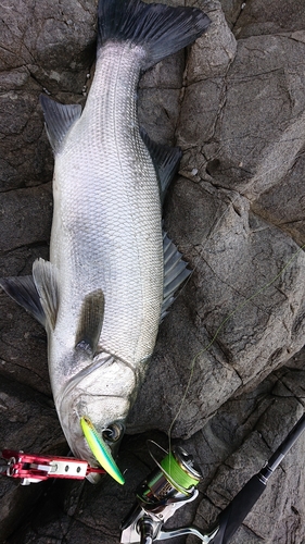 ヒラスズキの釣果