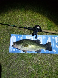 ブラックバスの釣果