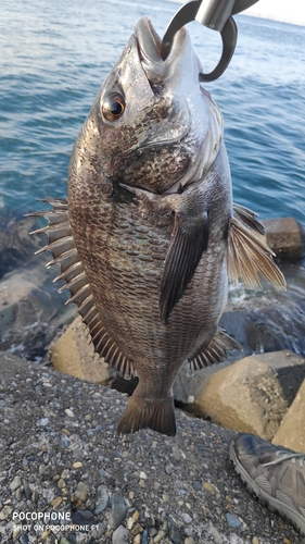 クロダイの釣果