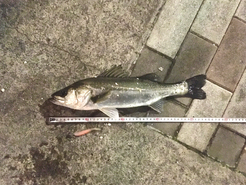 シーバスの釣果