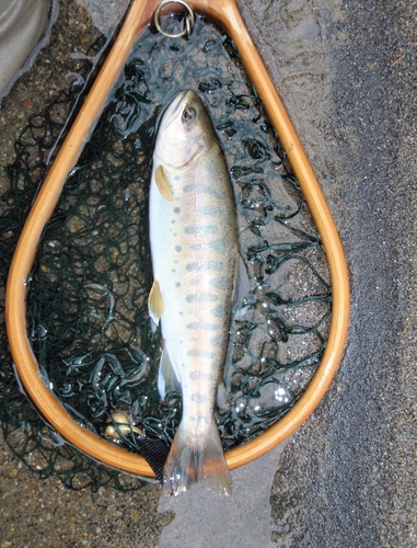 ヤマメの釣果