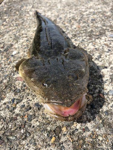 マゴチの釣果