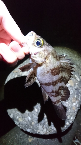 メバルの釣果