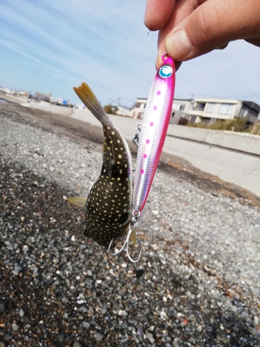 マグロの釣果