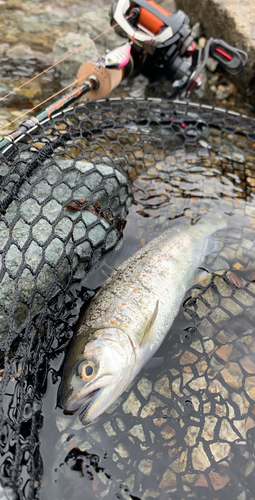 アマゴの釣果