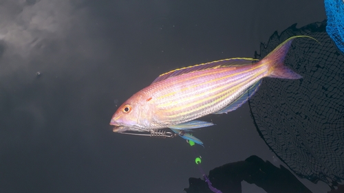 イトヨリダイの釣果