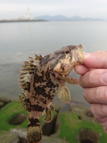 タケノコメバルの釣果