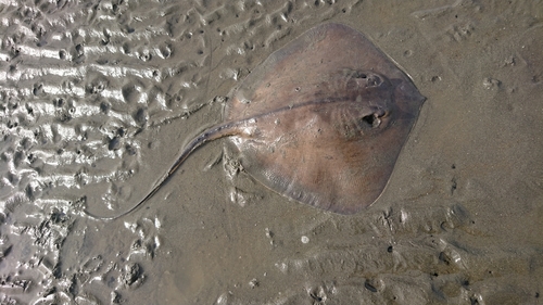 アカエイの釣果