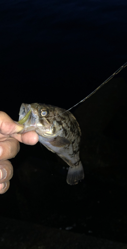 ムラソイの釣果