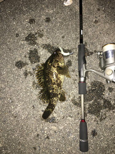 タケノコメバルの釣果