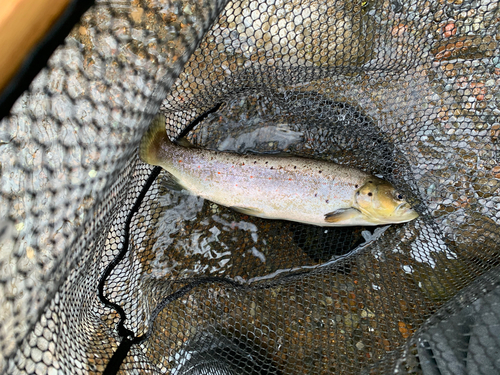 ブラウントラウトの釣果