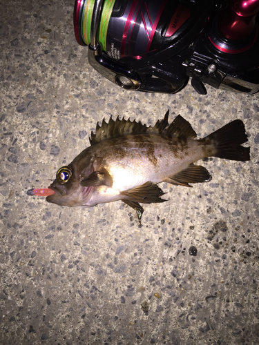 メバルの釣果