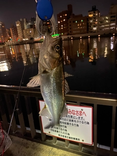 シーバスの釣果