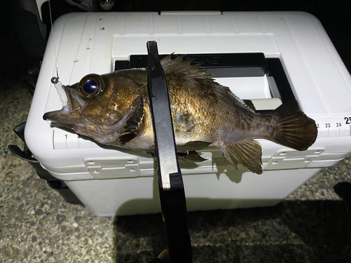 メバルの釣果