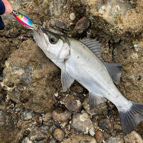 セイゴ（ヒラスズキ）の釣果