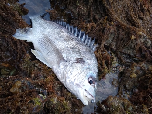 キビレの釣果