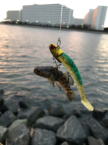 ハゼの釣果