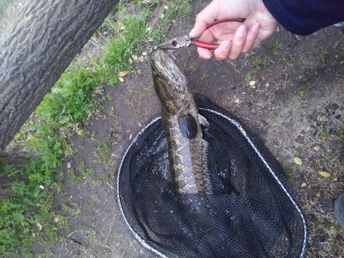 ライギョの釣果