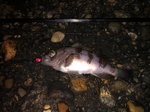 シロメバルの釣果