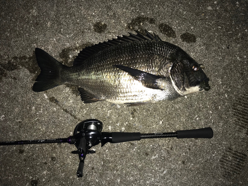 クロダイの釣果