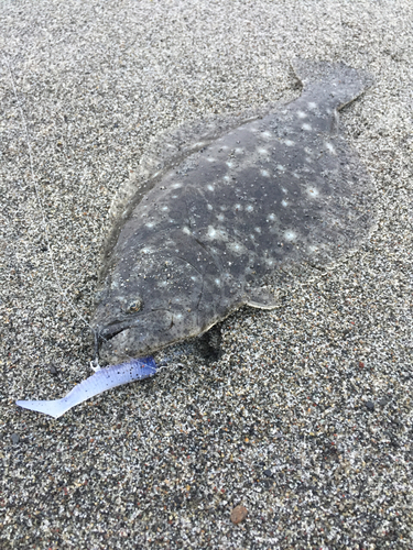 ヒラメの釣果