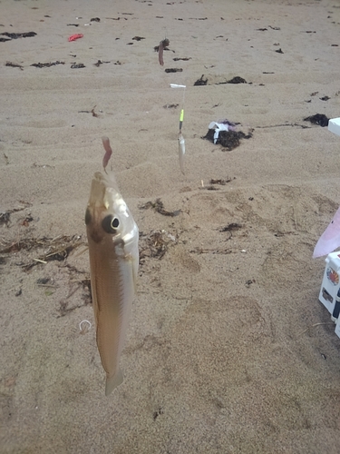 シロギスの釣果