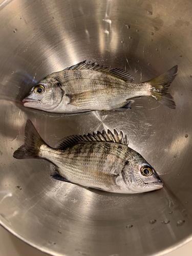 クロダイの釣果