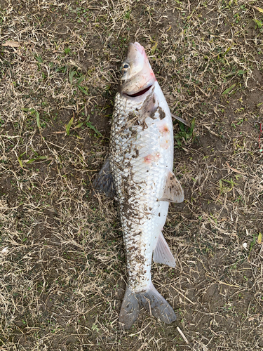 ニゴイの釣果